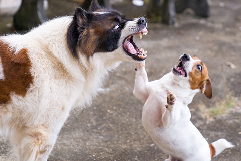 Giấc Mơ Thấy 2 Con Chó Là Điềm Báo Gì? Giấc Mơ Thấy 2 Con Chó Là Điềm Báo Gì?